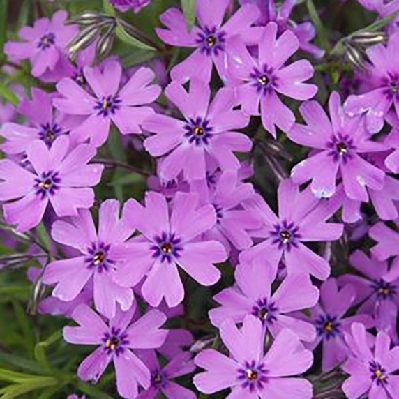Picture Credit: Kernock Park Plants