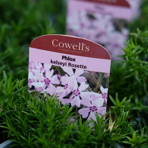 Phlox kelseyi 'Rosette' 9cm