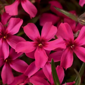 Phlox subulata 'Scarlet Flame' 9cm