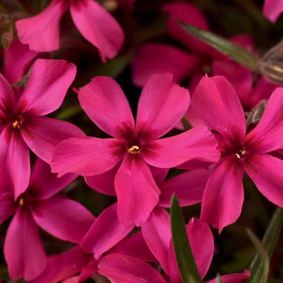 Picture Credit - Ball Horticultural Company