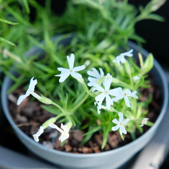 Phlox subulata 'Snowflake'