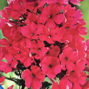 Phlox paniculata 'Starfire' 2L