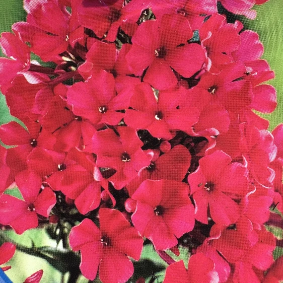 Phlox paniculata 'Starfire'