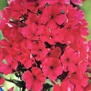 Phlox paniculata 'Starfire'
