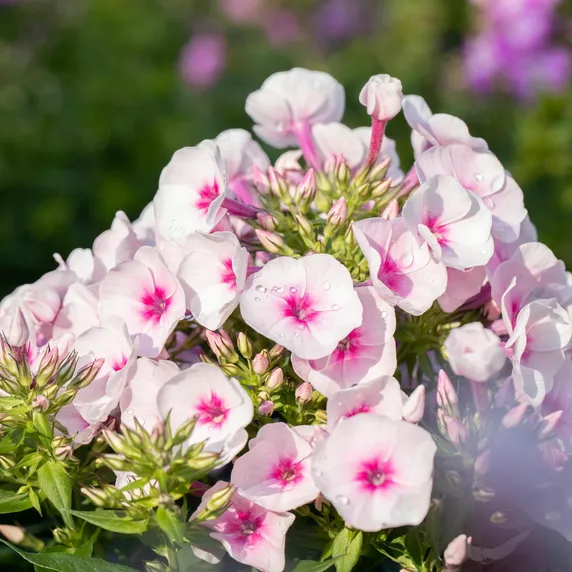 Phlox subulata 'Amazing Grace'