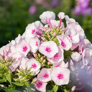 Phlox subulata 'Amazing Grace'