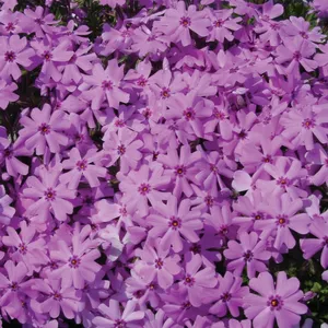 Picture - Ball Horticultural