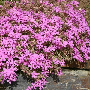 Picture - Kernock Park Plants