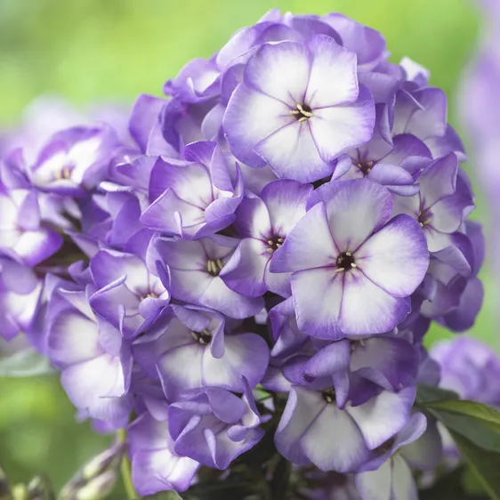 Picture - Syngenta Flowers