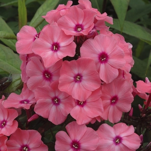 Phlox paniculata 'Sweet Summer Orange Rose' 2L