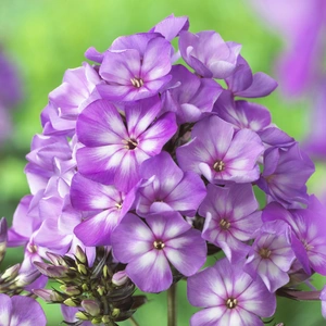 Picture Credit - Darwin Perennials