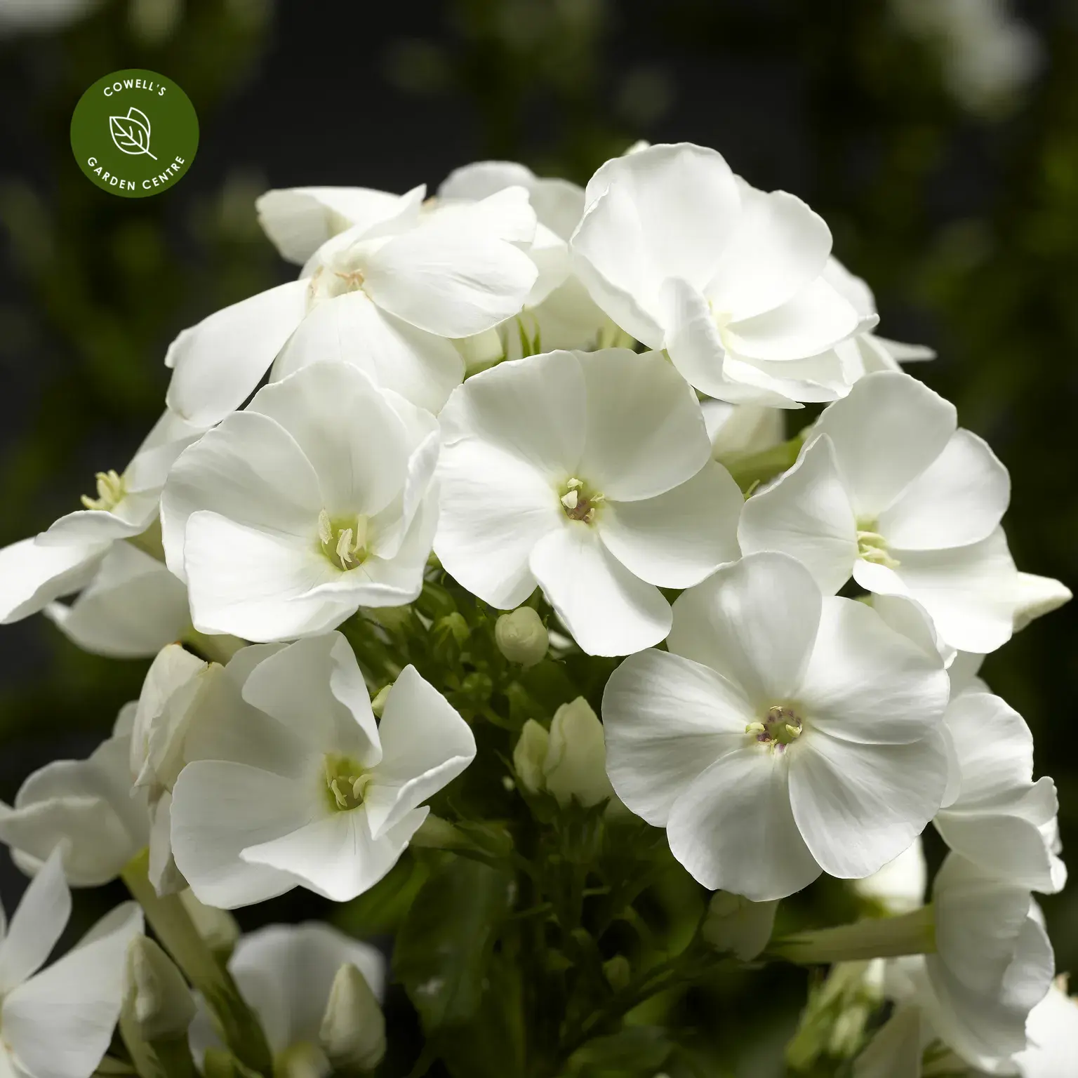 Image of Phlox paniculata sweet summer white 3