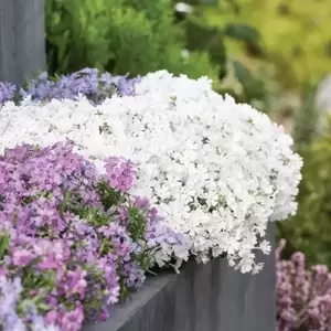 Phlox subulata 'White Delight'