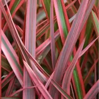 Phormium