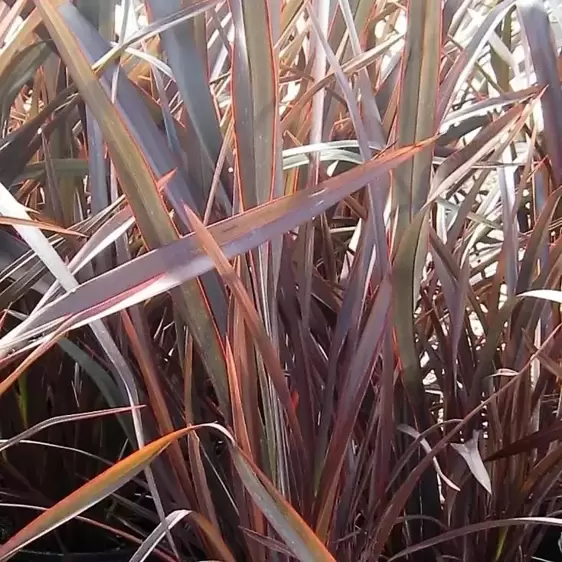 Phormium 'Bronze Baby' 3L