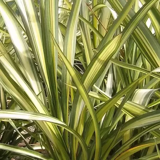 Phormium 'Cream Delight' 3L