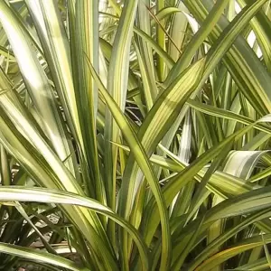 Phormium 'Cream Delight' 3L