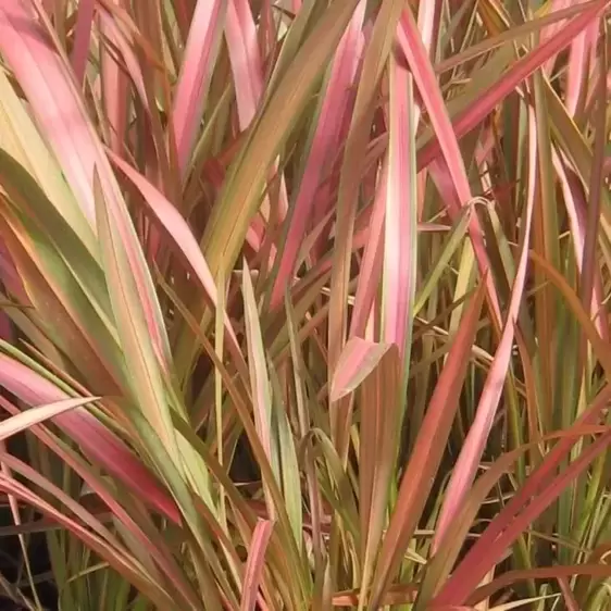 Phormium 'Jester' 3L