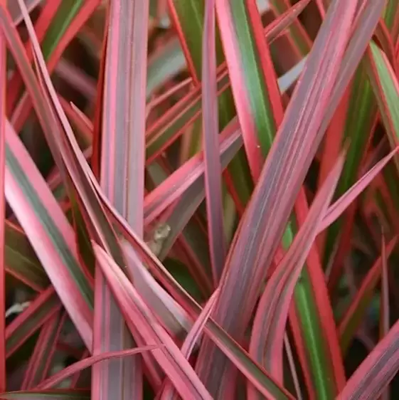 Phormium 'Joker'