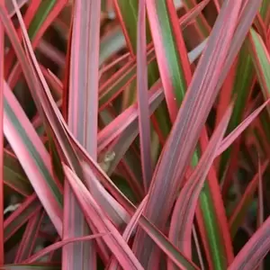 Phormium 'Joker'