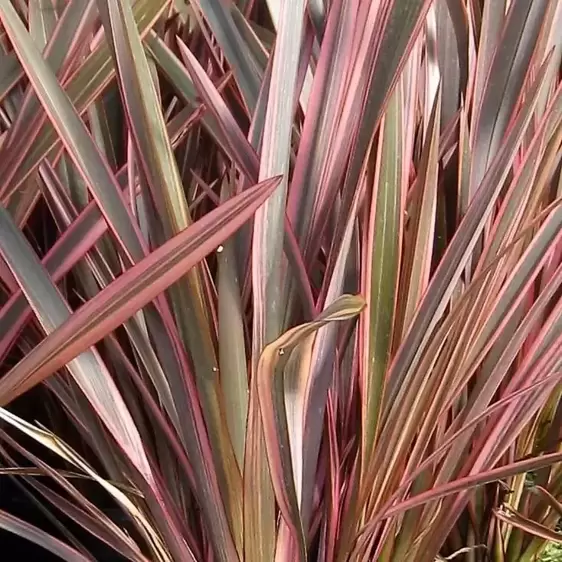 Phormium 'Rainbow Queen' 3L