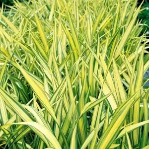 Phormium 'Yellow Wave' 7.5L