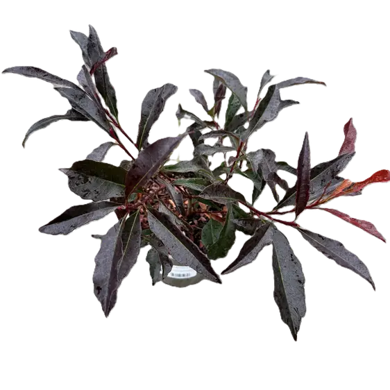 Photinia 'Blackberry Gem' - image 2