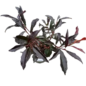 Photinia 'Blackberry Gem' - image 2