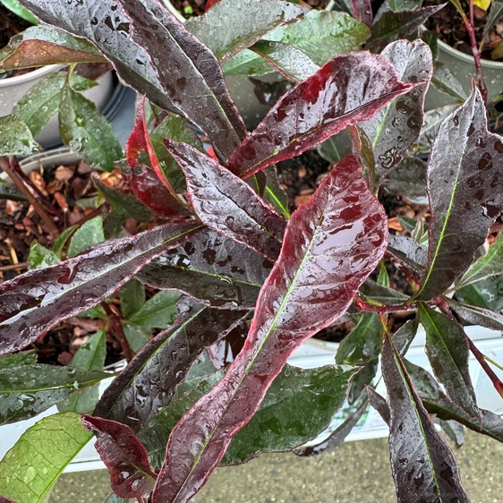 Photinia 'Blackberry Gem' - image 1