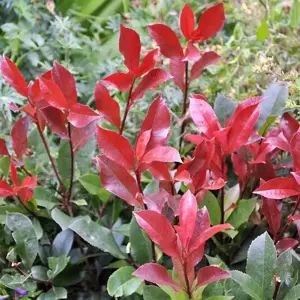 Photinia 'Carre Rouge' (Large)
