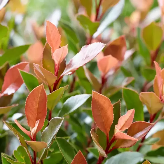 Photinia x fraseri 'Chico' 2L - image 2