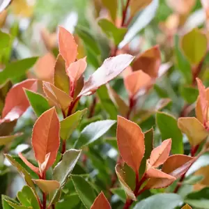 Photinia x fraseri 'Chico' 1L - image 2