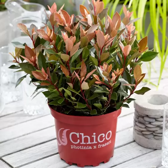 Photinia x fraseri 'Chico' 2L - image 5