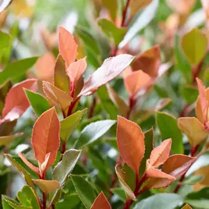 Photinia x fraseri 'Chico' 15L Standard - image 1