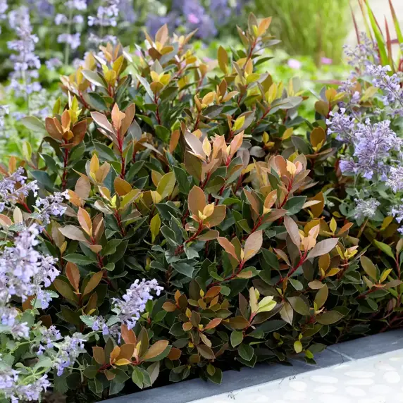 Photinia x fraseri 'Chico' 15L Standard - image 2