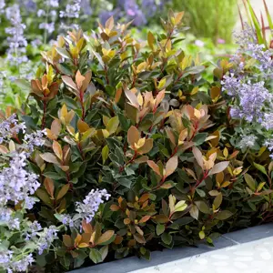 Photinia x fraseri 'Chico' 15L Standard - image 2