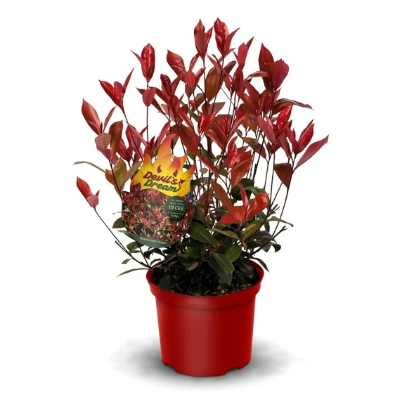 Photinia x fraseri 'Devil's Dream' 3.4L - image 2