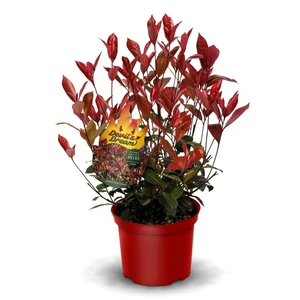 Photinia x fraseri 'Devil's Dream' 3.4L - image 2