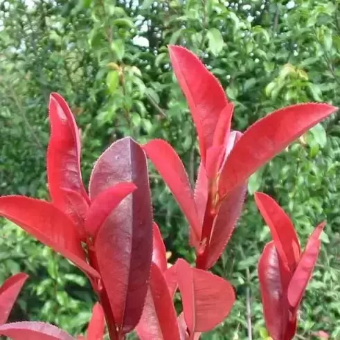 Photinia x fraseri 'Little Red Devil' 7.5L