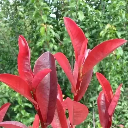 Photinia x fraseri 'Little Red Devil' 3L