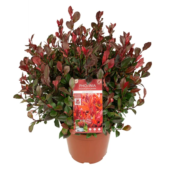 Photinia x fraseri 'Little Red Robin' 18L Standard - image 2