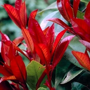 Photinia x fraseri 'Little Red Robin' 18L Standard - image 1