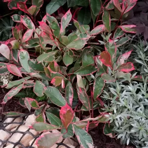 Photinia x fraseri 'Louise' 10L - image 5