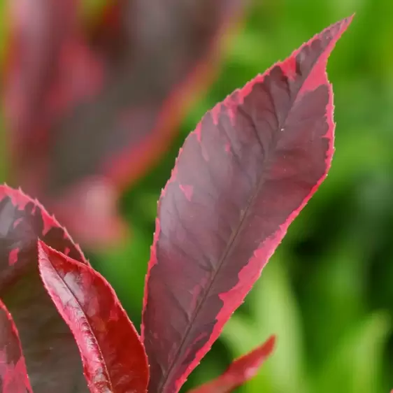 Photinia x fraseri 'Louise' 5L - image 1