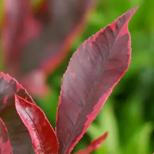 Photinia x fraseri 'Louise' 10L - image 1