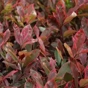 Photinia x fraseri 'Louise' 10L - image 2