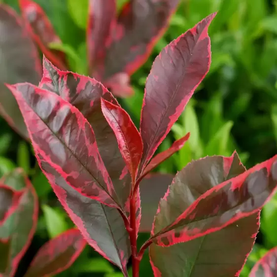 Photinia x fraseri 'Louise' 10L - image 3