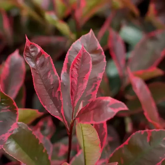 Photinia x fraseri 'Louise' 10L - image 4