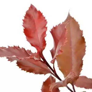 Photinia x fraseri 'Magical Volcano' - image 2