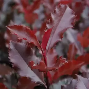 Photinia x fraseri 'Magical Volcano' - image 3